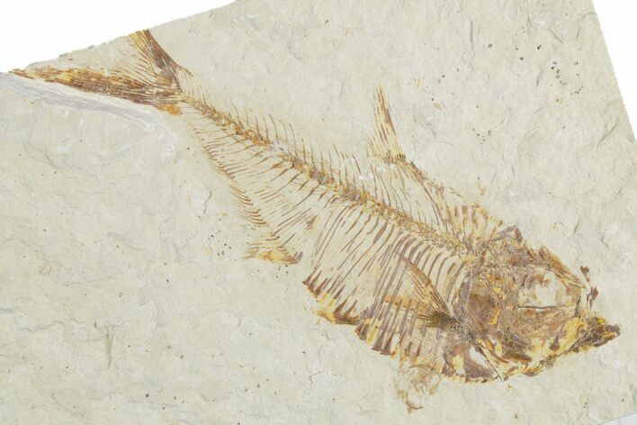 Detailed Fossil Fish (Diplomystus) - Wyoming #357673